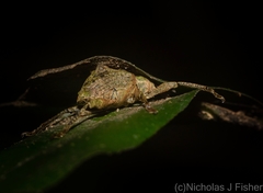 Eurychirus bituberculatus