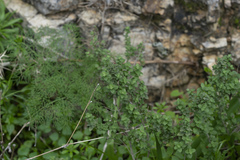 Origanum onites