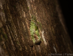 Sorolopha delochlora