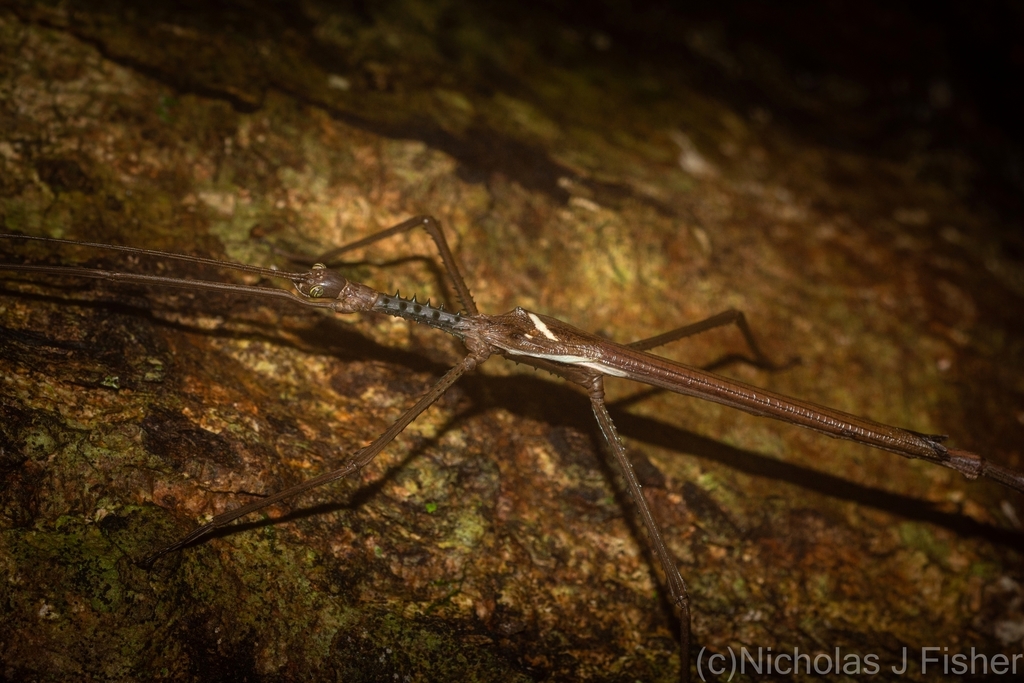 Acrophylla cookorum