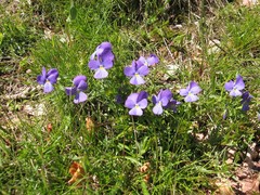 Viola ferrarinii