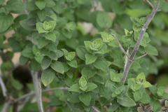 Origanum onites