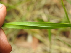 Cyperus platystylis