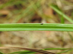 Cyperus platystylis