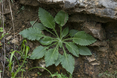 Campanula hagielia