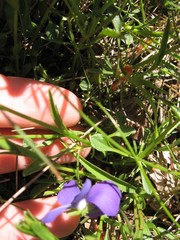 Viola ferrarinii