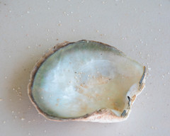 Pteriidae