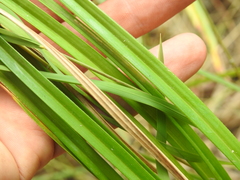 Cyperus platystylis