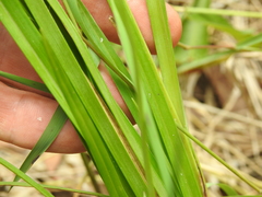 Cyperus platystylis