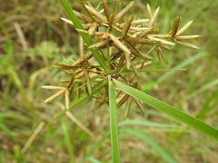 Cyperus platystylis