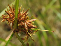 Cyperus platystylis