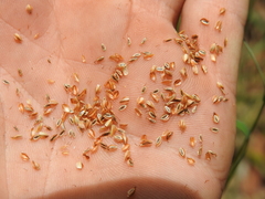 Cyperus platystylis