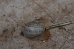 Helix nucula