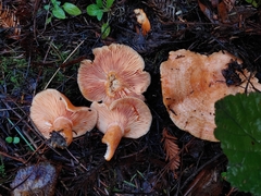 Lactarius aestivus