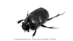 Onthophagus fodiens