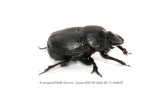 Onthophagus fodiens