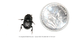 Onthophagus fodiens