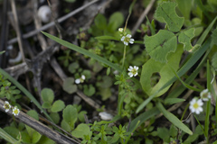 Draba praecox