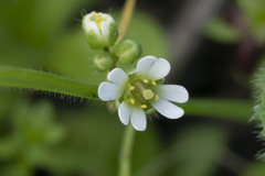 Draba praecox