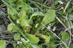 Draba praecox