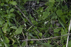 Draba praecox