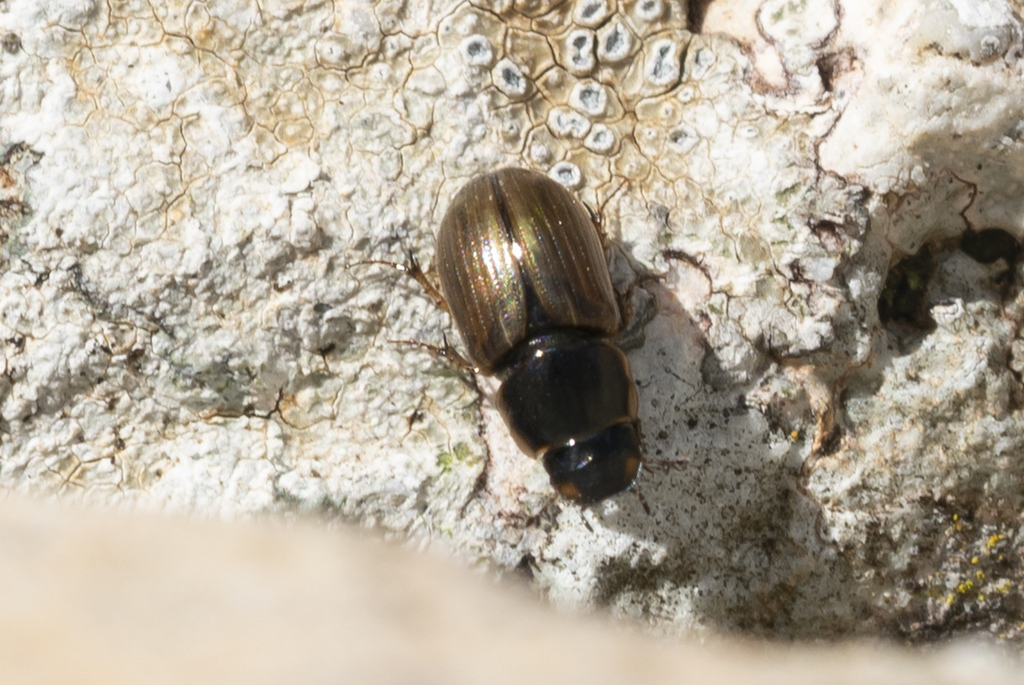 Melinopterus consputus