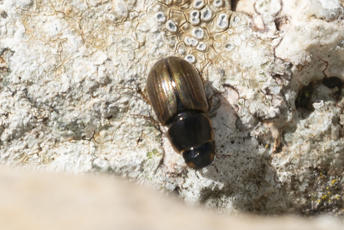 Melinopterus consputus