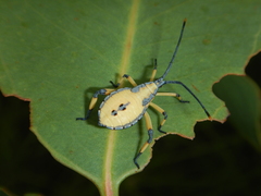 Amorbini