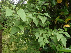 Plagianthus regius chathamicus