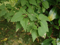 Plagianthus regius chathamicus