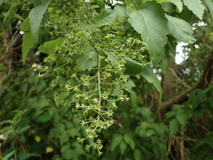 Plagianthus regius chathamicus