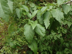 Plagianthus regius chathamicus
