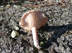 Agaricales
