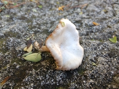 Agaricales