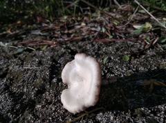 Agaricales