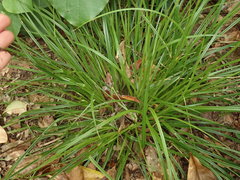 Carex auceps