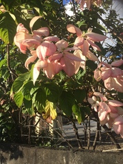 Mussaenda philippica