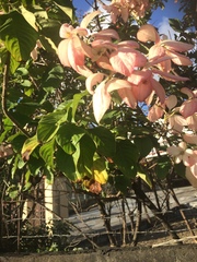 Mussaenda philippica