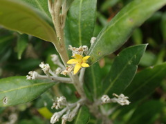 Corokia macrocarpa