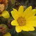 Osteospermum sp3 - Photo no hay derechos reservados, subido por Di Turner