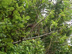 Rhipidura fuliginosa penita