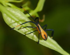 Amorbini