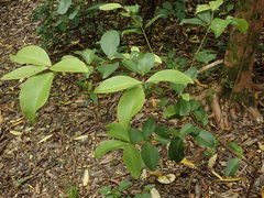 Myrsine chathamica