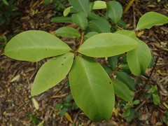 Myrsine chathamica