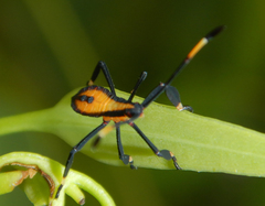 Amorbini