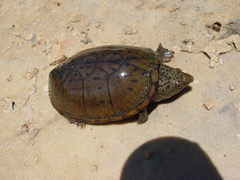 Sternotherus intermedius