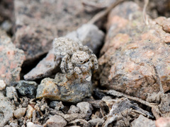 Aelurillus dubatolovi