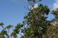 Arbutus × andrachnoides