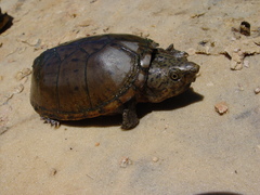 Sternotherus intermedius