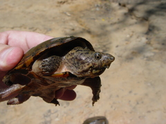 Sternotherus intermedius